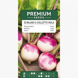 Rzepa jadalna Di Milano a Colletto Viola