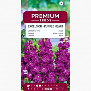 Lewkonia letnia Excelsior Purple Heart