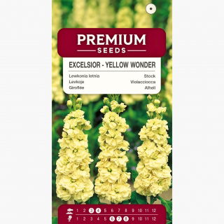 Lewkonia letnia Excelsior Yellow Wonder
