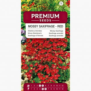 Skalnica Arendsa czerwona - czerwony dywan w ogrodzie!