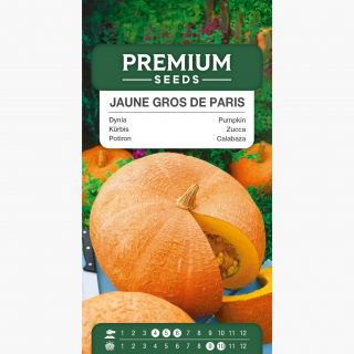 Dynia olbrzymia Jaune Gros de Paris