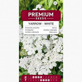 Krwawnik pospolity - czysta biel, wysoka zawartość olejków eterycznych