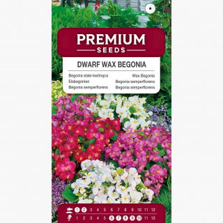 Begonia stale kwitnąca niska - mieszanka kolorów