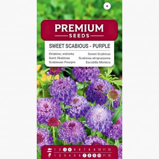 Driakiew, wdówka - fioletowa