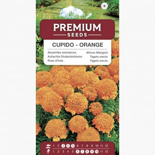 Aksamitka wzniesiona pełna Cupido - niska - pomarańczowa