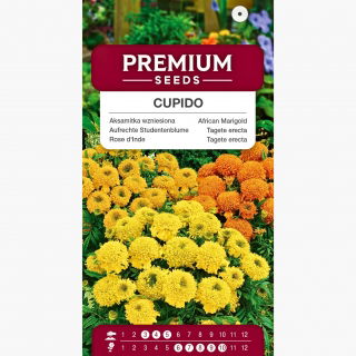 Aksamitka wzniesiona pełna Cupido - niska - kolorowa mieszanka