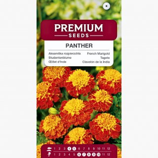 Aksamitka rozpierzchła Panther - Pantera