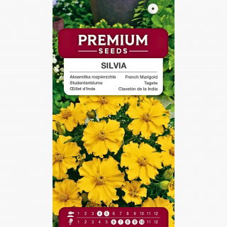 Aksamitka rozpierzchła Silvia - pojedyncza