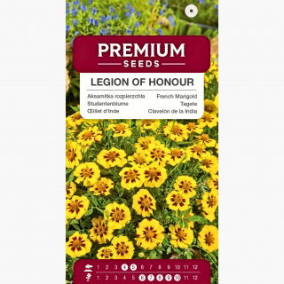 Aksamitka rozpierzchła Legion of Honour - pojedyncza