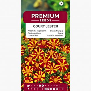 Aksamitka rozpierzchła Court Jester - pojedyncza