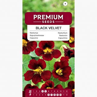 Nasturcja niska Black Velvet