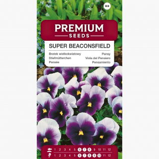 Bratek wielkokwiatowy Super Beaconsfield - niebieski z jasnymi górnymi płatkami