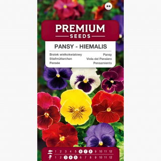 Bratek wielkokwiatowy hiemalis - kwitnie już od zimy