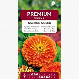 Cynia wytworna daliowa Salmon Queen