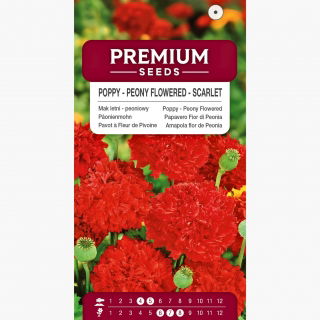 Mak letni - peoniowy - szkarłatny