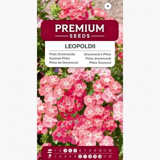 Floks Drummonda - Leopoldii - łososiowo rożowy z białym oczkiem