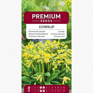 Pierwiosnek lekarski