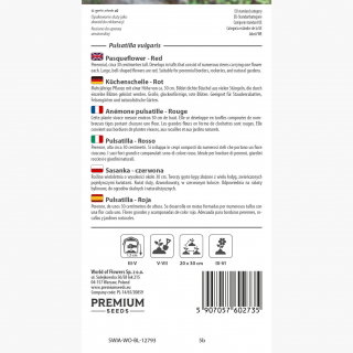 Sasanka Anemone pulsatilla - czerwona