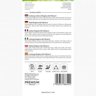 Sałata Regina Dei Ghiacci - krucha