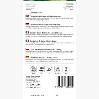 Cynia wytworna daliowa Violet Queen