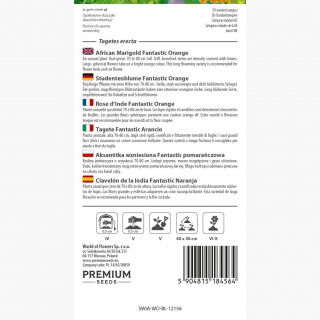 Aksamitka Fantastic - wzniesiona, pomarańczowa