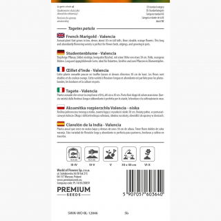 Aksamitka Valencia - rozpierzchła, niska