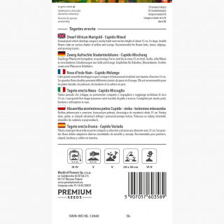 Aksamitka wzniesiona pełna Cupido - niska - kolorowa mieszanka