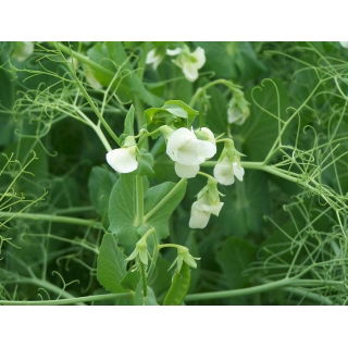 Groch siewny Batuta - 1 kg