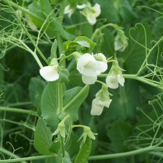 Groch siewny Batuta - 1 kg