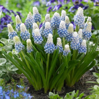 Szafirek - Muscari Mountain Lady - GIGA paczka! - 500 szt.