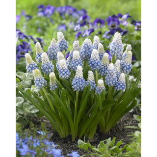 Szafirek - Muscari Mountain Lady - GIGA paczka! - 500 szt.