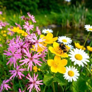 Rośliny miododajne - Mieszanka roślin jednorocznych i wieloletnich na tereny wilgotne - 1 kg