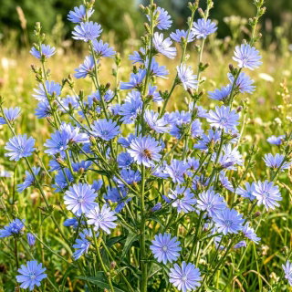 Cykoria podróżnik - idealna na łąkę kwietną - 100 gram