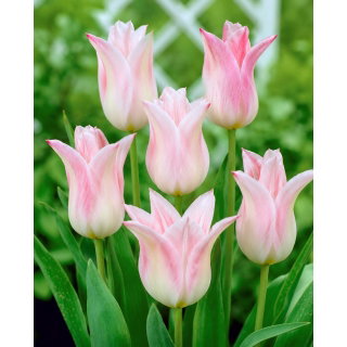 Tulipan Ballade Lady - 5 szt.