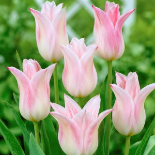 Tulipan Ballade Lady - 5 szt.