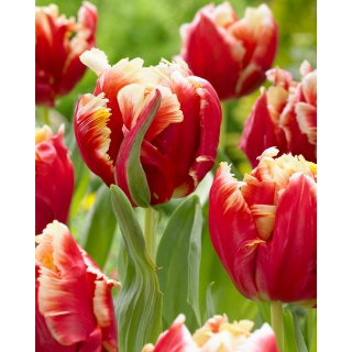 Tulipan Dee Jay Parrot - papuzi - 5 szt.