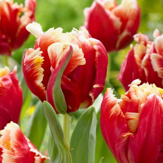 Tulipan Dee Jay Parrot - papuzi - 5 szt.