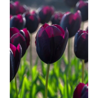 Tulipan Eduard Pelger - GIGA paczka! - 250 szt.