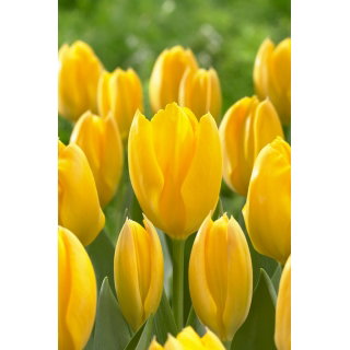 Tulipan Golden Purissima - 5 szt.