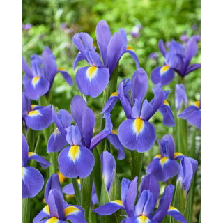 Irys holenderski - Blue Magic - 10 szt.