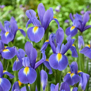 Irys holenderski - Blue Magic - 10 szt.