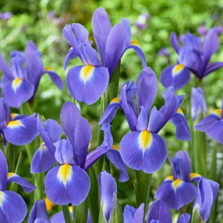 Irys holenderski - Blue Magic - GIGA paczka! - 500 szt.