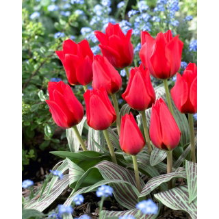 Tulipan March of Time - 5 szt.
