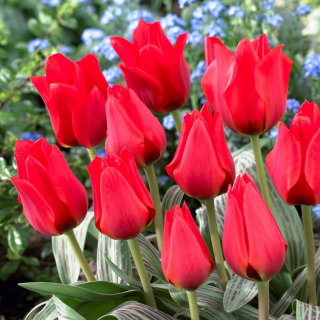 Tulipan March of Time - 5 szt.
