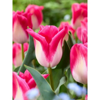 Tulipan Memphis - 5 szt.
