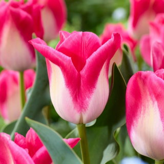 Tulipan Memphis - 5 szt.