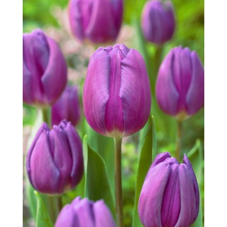 Tulipan fioletowy - Purple - 5 szt.