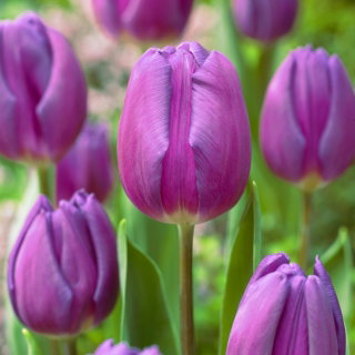 Tulipan fioletowy - Purple - 5 szt.