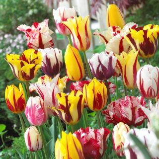 Tulipan Rembrandt mix - 5 szt.