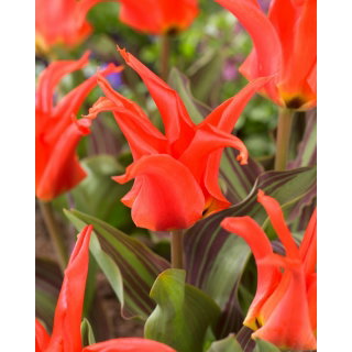 Tulipan Rigas Barikades - 5 szt.
